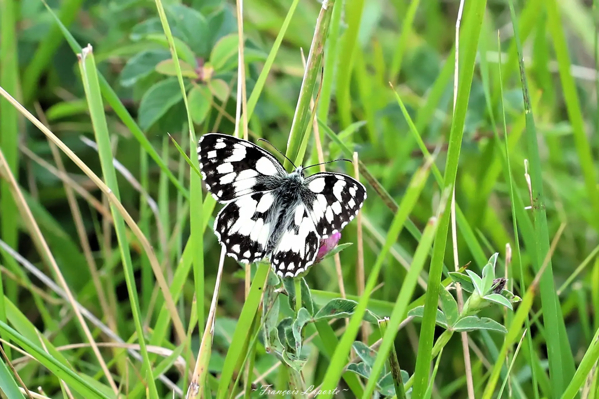 Papillon biodiversité