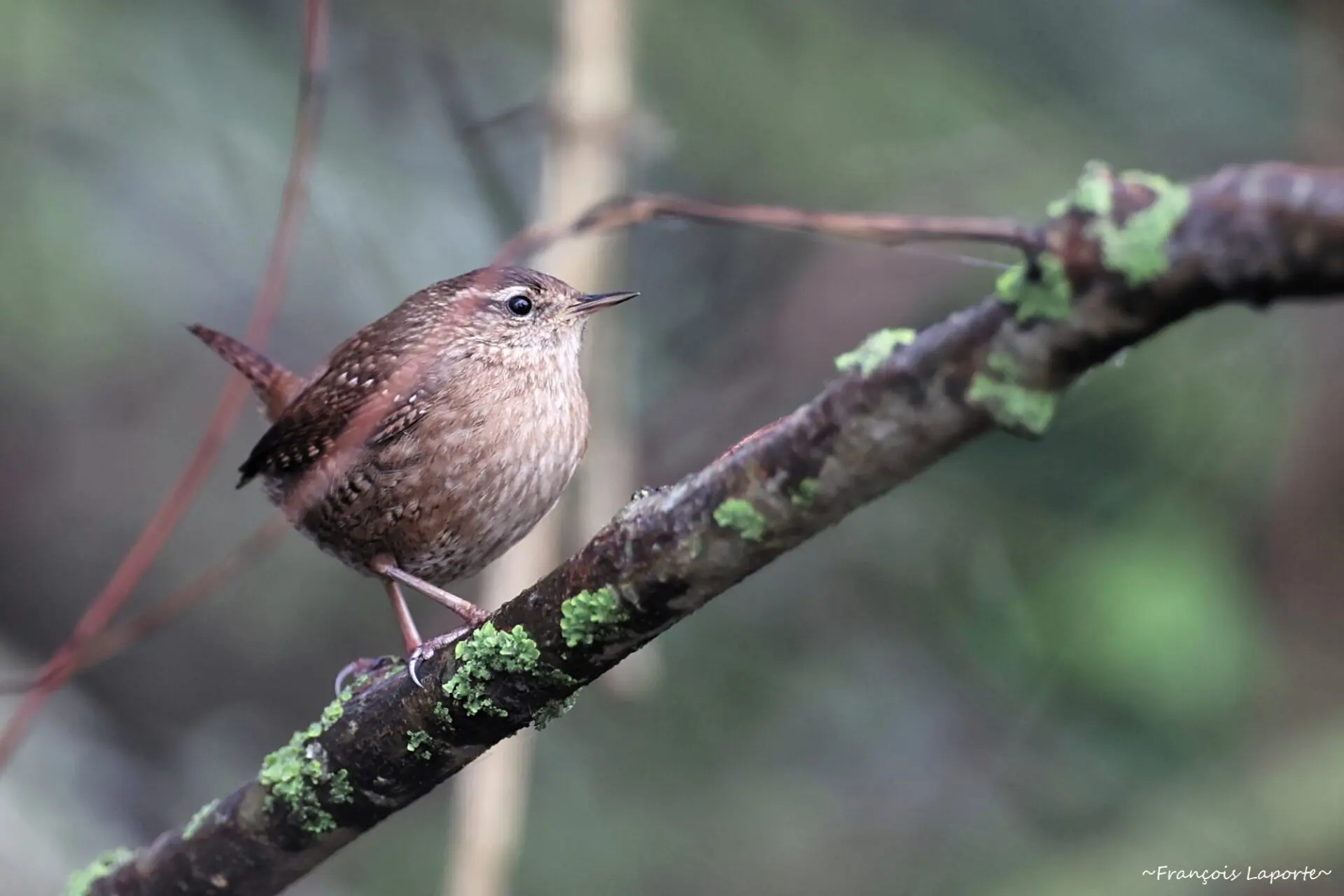 oiseau golf eco-responsable