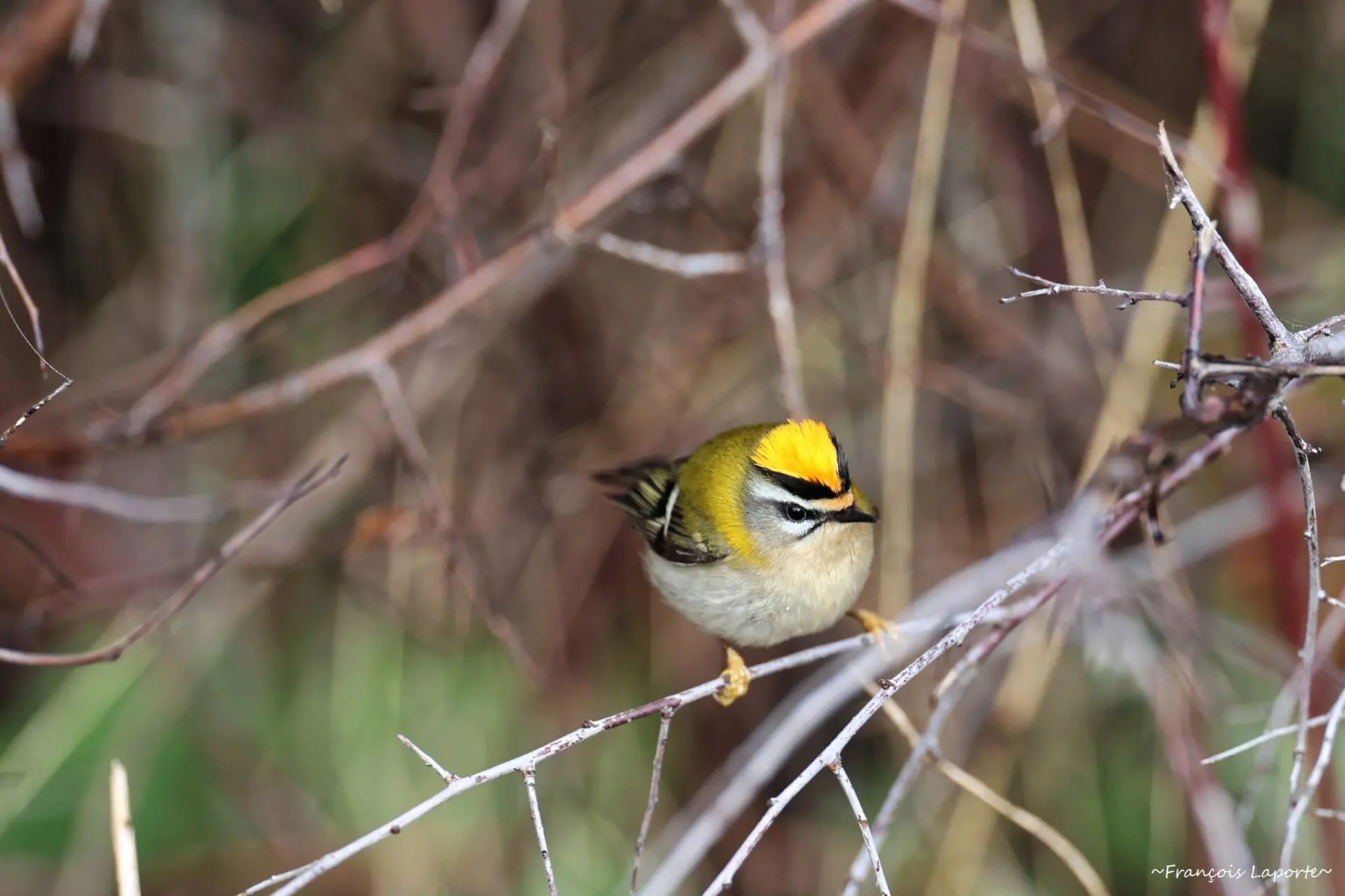oiseau golf eco-responsable