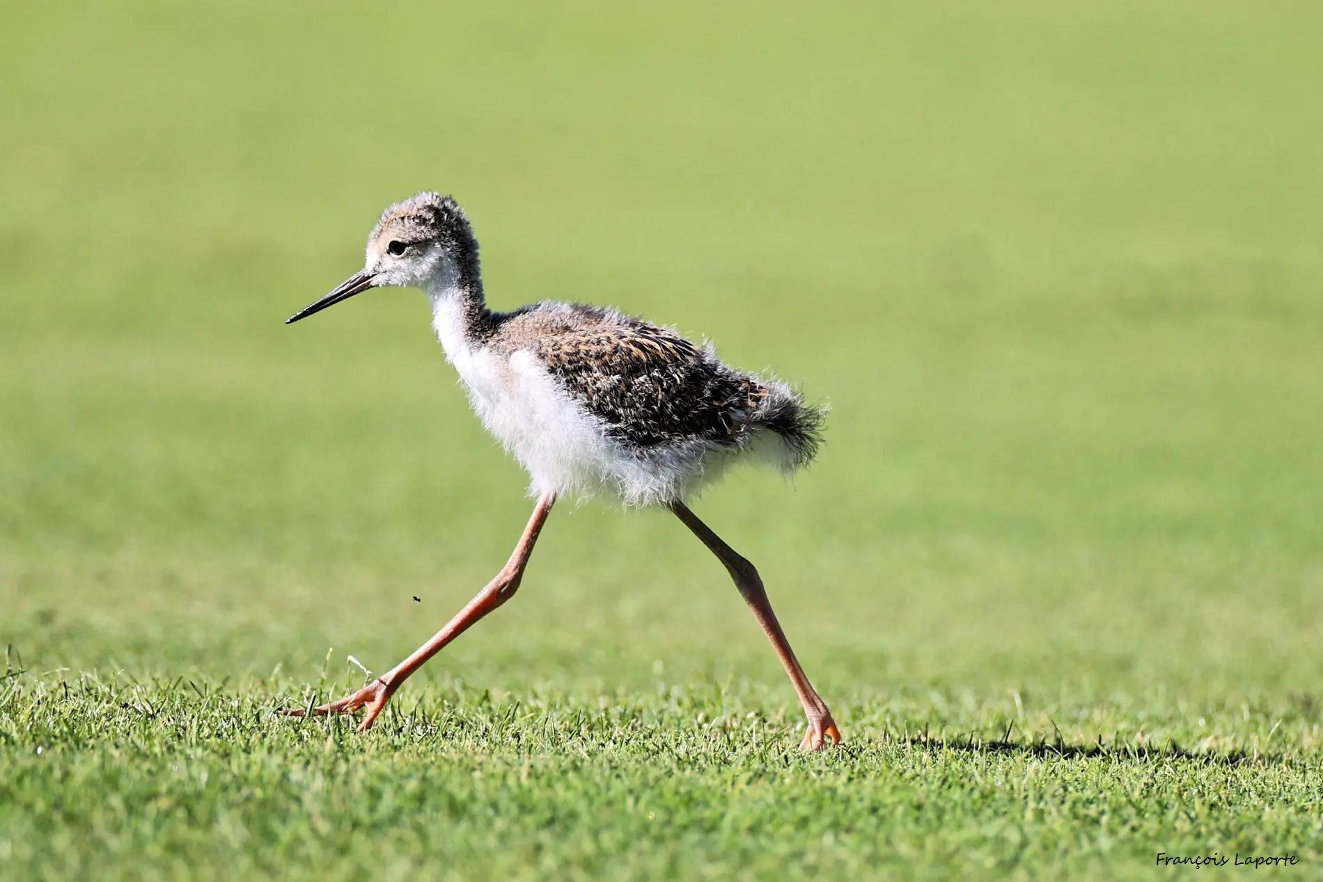 oiseau golf eco-responsable