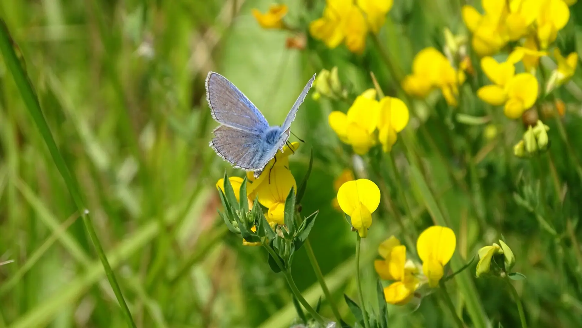 Azuré commun biodiversité